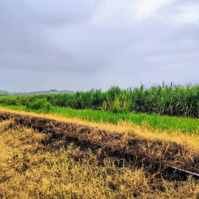 Vía férrea junto a un cultivo de caña de azúcar